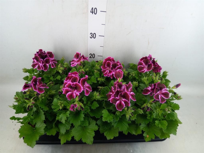 <h4>Pelargonium gran.   ..</h4>
