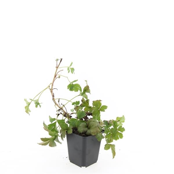 <h4>Waldsteinia ternata</h4>