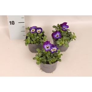 (X) Viola cornuta F1 Neptune