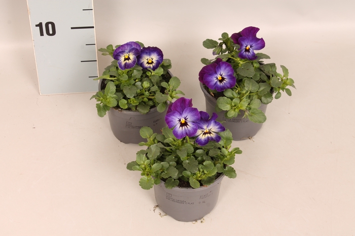 (X) Viola cornuta F1 Neptune