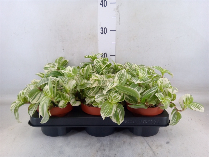 <h4>Tradescantia   ...</h4>