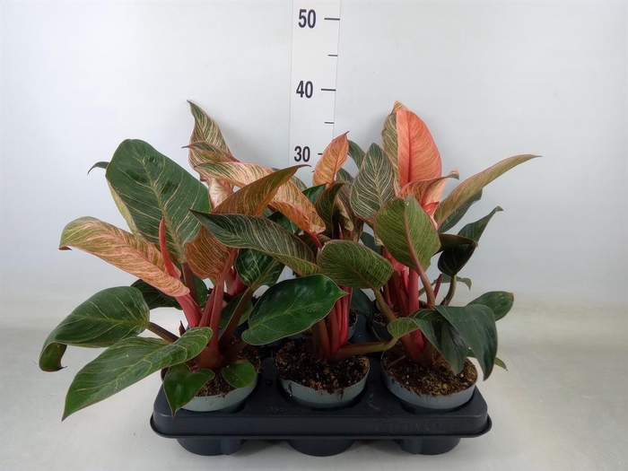 <h4>Philodendron   ...</h4>