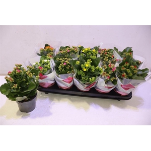 arr8 Kal En Gem 6 Kl