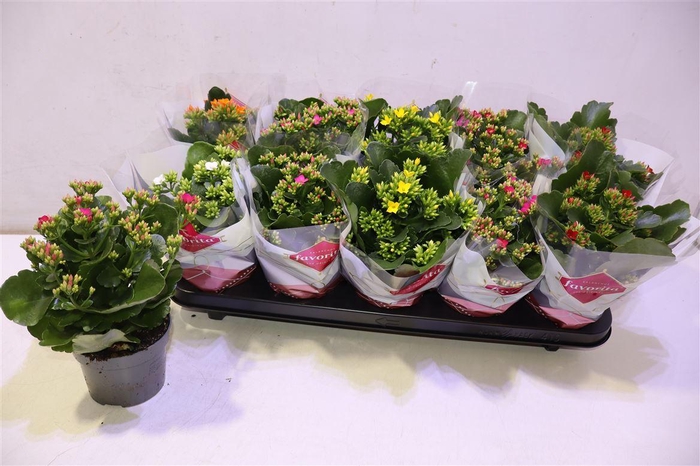 <h4>arr8 Kal En Gem 6 Kl</h4>