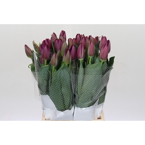 Tulipa (frans) En St Tropez