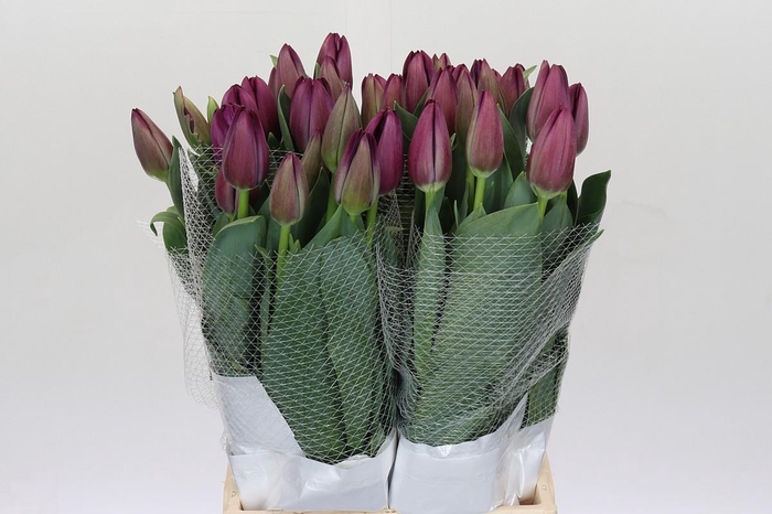 <h4>Tulipa (frans) En St Tropez</h4>