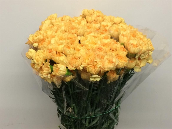 <h4>Di St Reina Gold</h4>