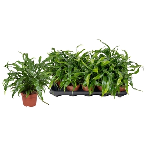 MICROS DIVERSIFOLIUM