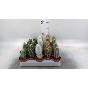 Cereus   ...