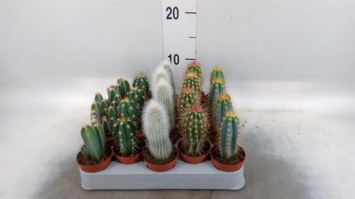 <h4>Cereus   ...</h4>
