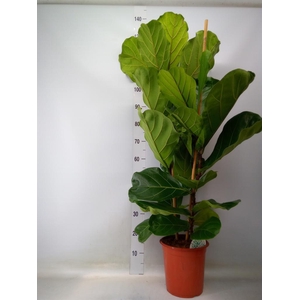 Ficus lyrata