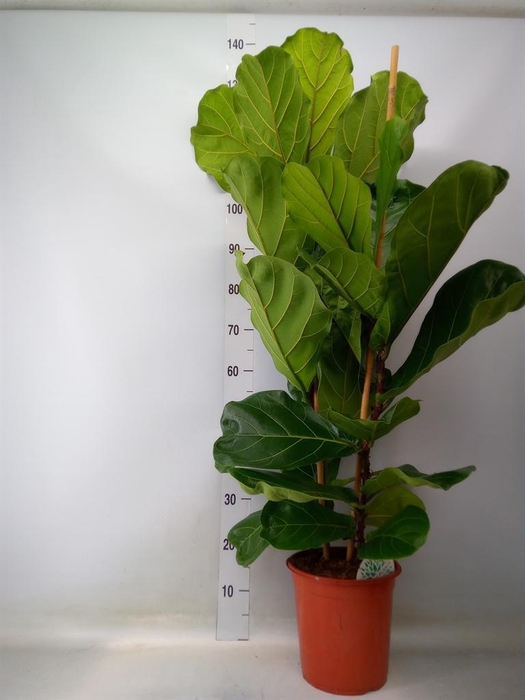 <h4>Ficus lyrata</h4>