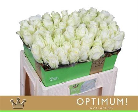 <h4>R GR AVALANCHE+ OPTIMUM 55CM</h4>
