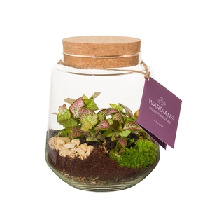 Wardians Terrarium - Mercurius medium