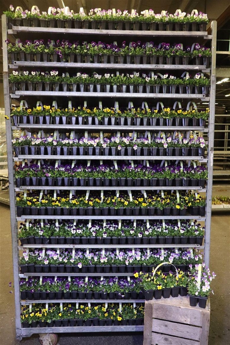 <h4>Vio Co Mixk Tasje A 10st</h4>