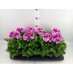 Pelargonium gran.   ..