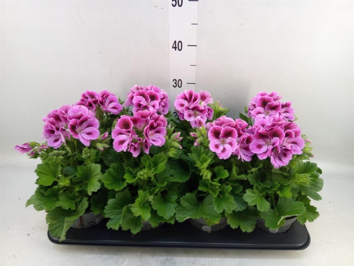 <h4>Pelargonium gran.   ..</h4>