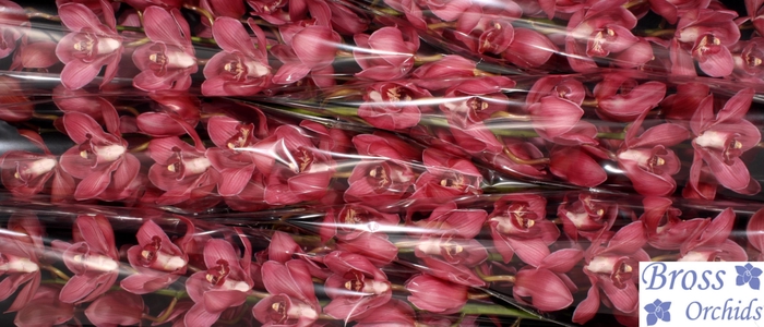 <h4>CYMB T RED DREAM</h4>