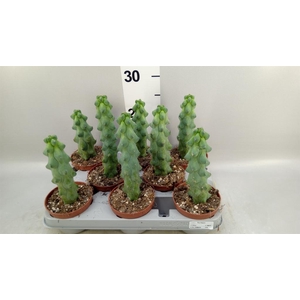 Cereus   ...