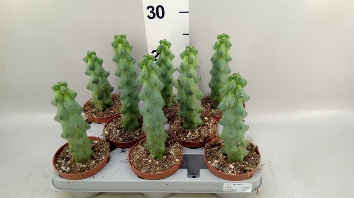 <h4>Cereus   ...</h4>