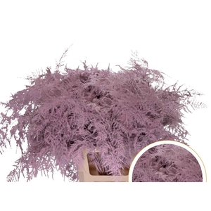 Asparagus Ex Veren Roze licht x50