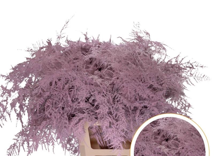<h4>Asparagus Ex Veren Roze licht x50</h4>
