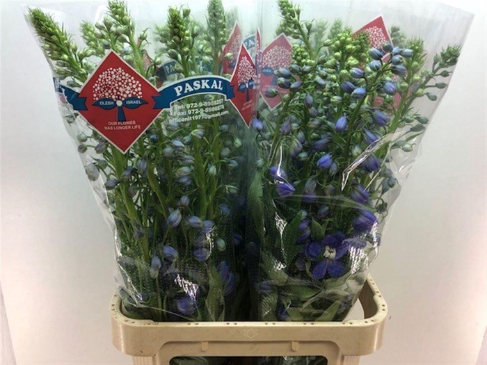 <h4>DELPH DU GUARD BLUE</h4>