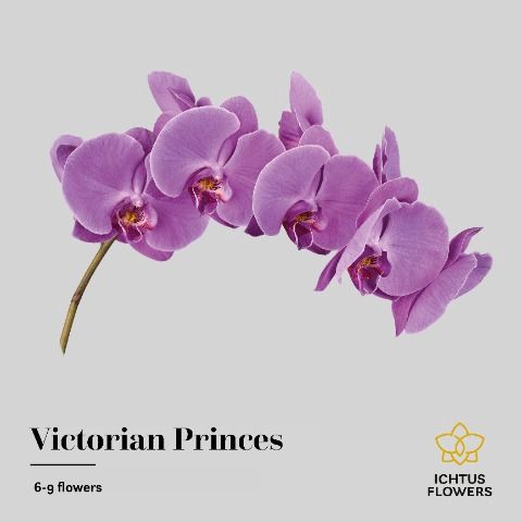 <h4>Phalaenopsis Victorian Princess 7-9</h4>