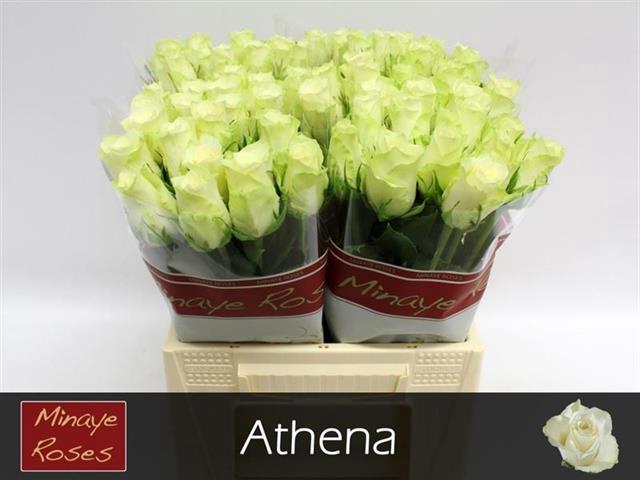 R GR ATHENA