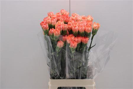 <h4>Di St Hermes Orange</h4>