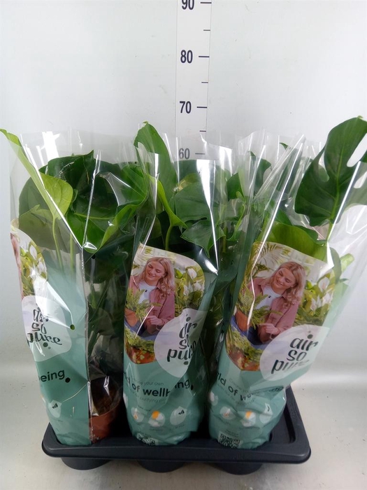 Monstera delic.