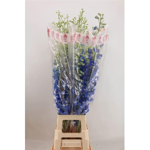 DELPH DU AURORA BLUE