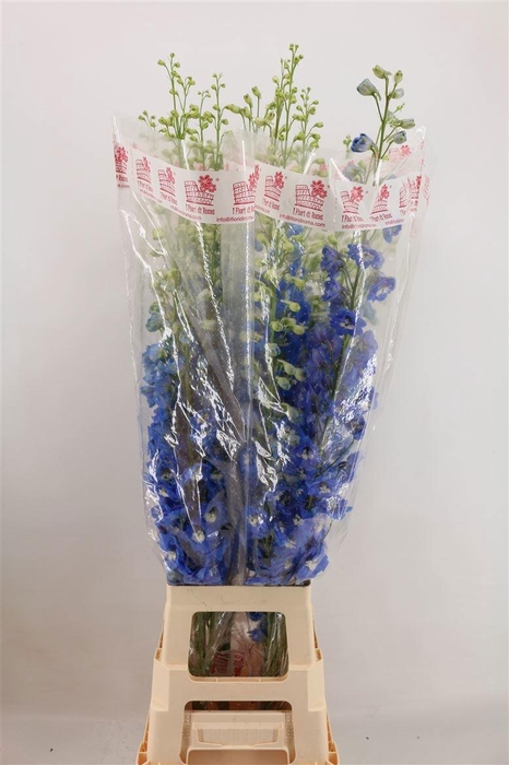 <h4>DELPH DU AURORA BLUE</h4>