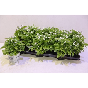 Myos Sy Mon Ami Whit