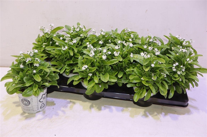 <h4>Myos Sy Mon Ami Whit</h4>