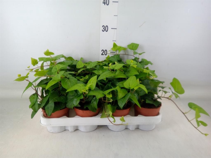 <h4>Hedera helix 'Mein Herz'</h4>