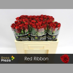 R GR RED RIBBON