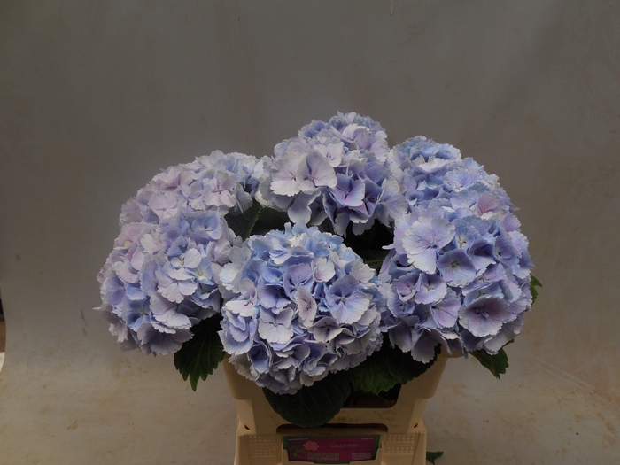 <h4>HYDR M CH LOLLYPP BL</h4>