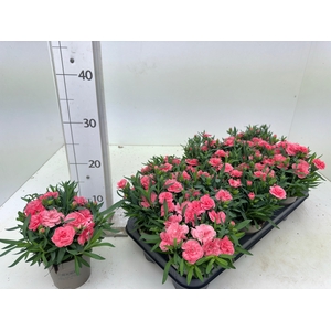 DIAN OSC PINK