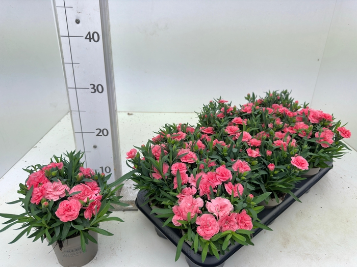 <h4>DIAN OSC PINK</h4>