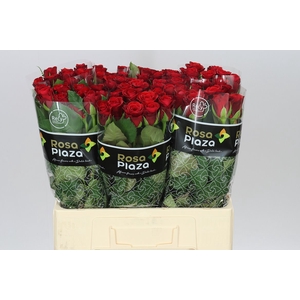 Rosa Gr Red Ribbon