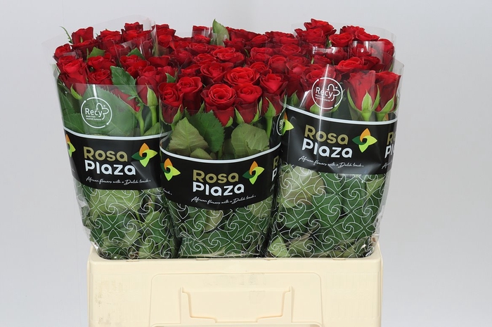 <h4>Rosa Gr Red Ribbon</h4>