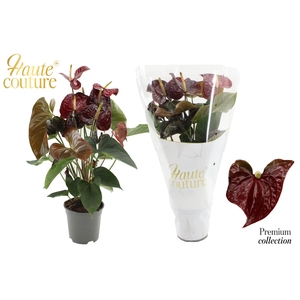 Anthurium 17 cm Tranquillo in Haute Couture sleeve