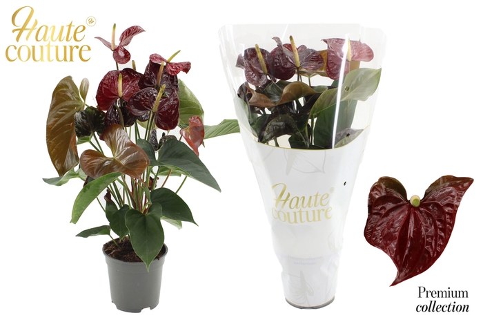 <h4>Anthurium 17 cm Tranquillo in Haute Couture sleeve</h4>