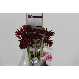 GERBERA PASTINI ANDRIA < 050 CM < 10 CM DIAM