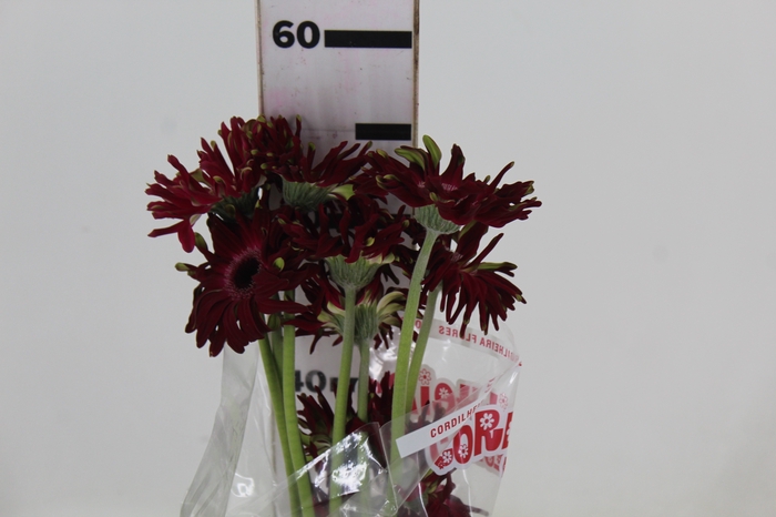 <h4>GERBERA PASTINI ANDRIA < 050 CM < 10 CM DIAM</h4>