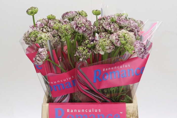 <h4>Ranunculus Brushmark Seti</h4>