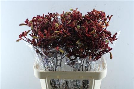 <h4>Anigoz Early Spring</h4>