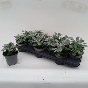 Jacobaea (Senecio) maritima