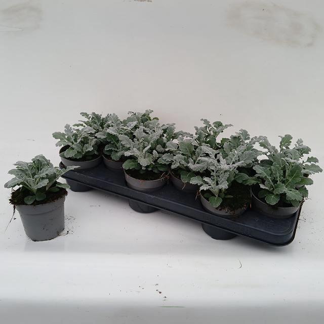 <h4>Jacobaea (Senecio) maritima</h4>